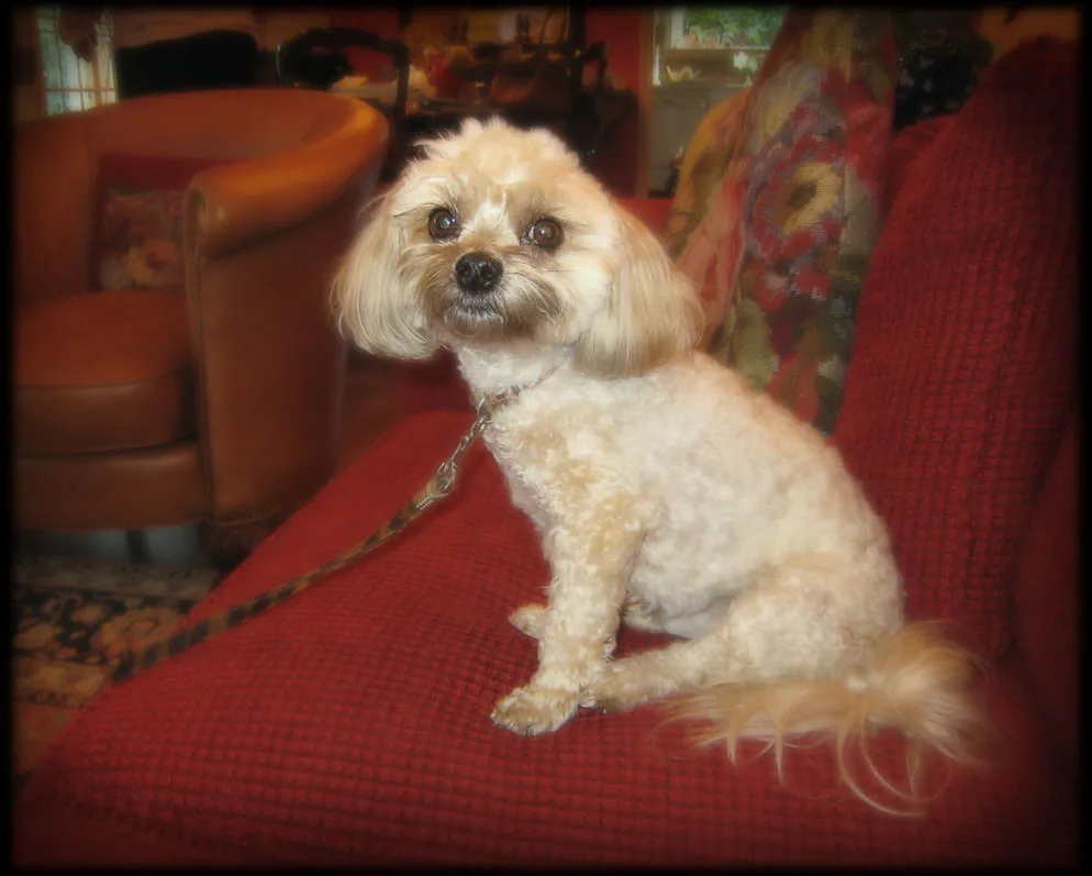 Yorkipoo: foto