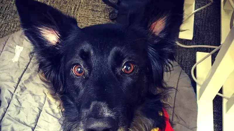 German Australian Shepherd, kruising van Duitse Herder ร Australian Shepherd