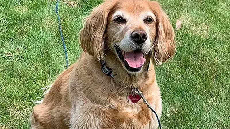 Golden Cocker Retriever, kruising van Golden Retriever × Cocker Spaniël