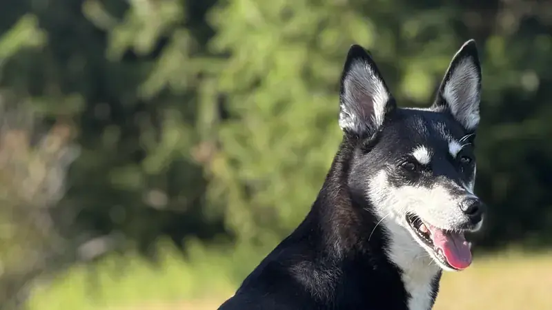 Horgi, kruising van Welsh Corgi × Siberische Husky