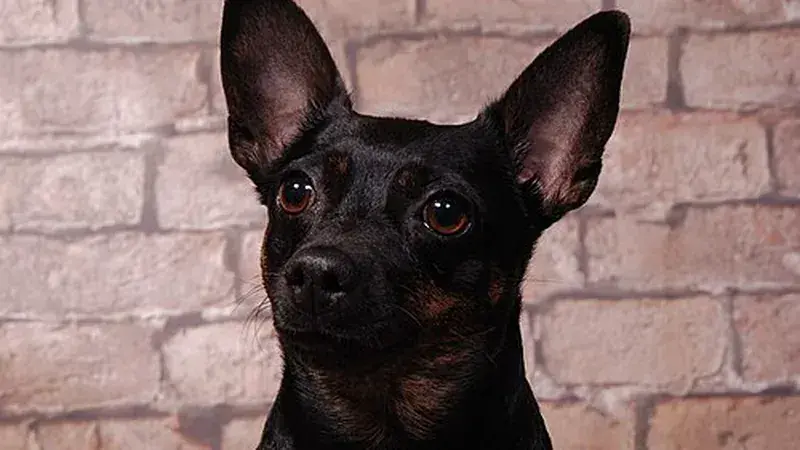 Jack Chi, kruising van Jack Russell Terriër × Chihuahua