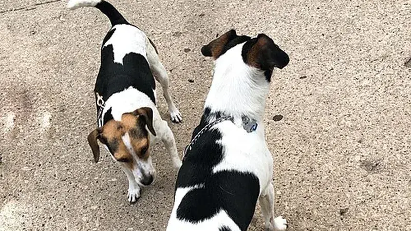 Jackabee, kruising van Jack Russell Terriër × Beagle