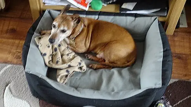 Jackshund, kruising van Jack Russell Terriër × Teckel