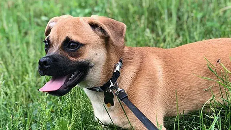 Jug, kruising van Jack Russell Terriër × Mopshond