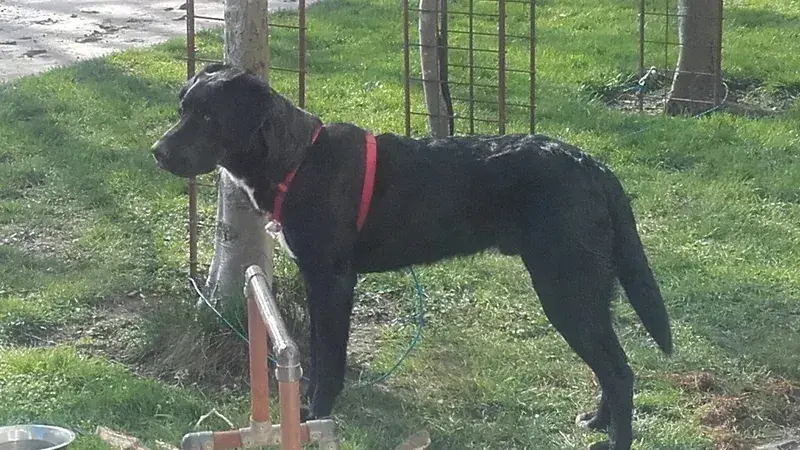Labernese, kruising van Labrador Retriever × Berner Sennenhond
