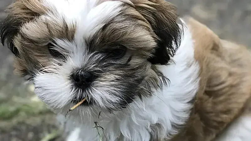Malshi, kruising van Maltezer × Shih Tzu