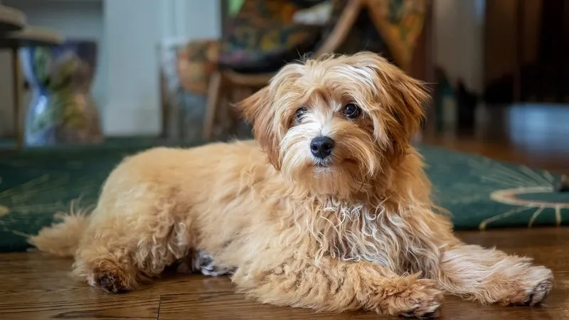Maltipoo, kruising van Maltezer × Dwergpoedel