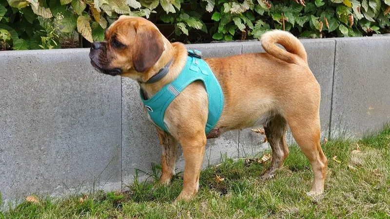 Puggle, kruising van Mopshond × Beagle