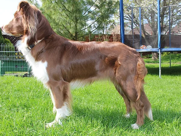 Australian Shepherd