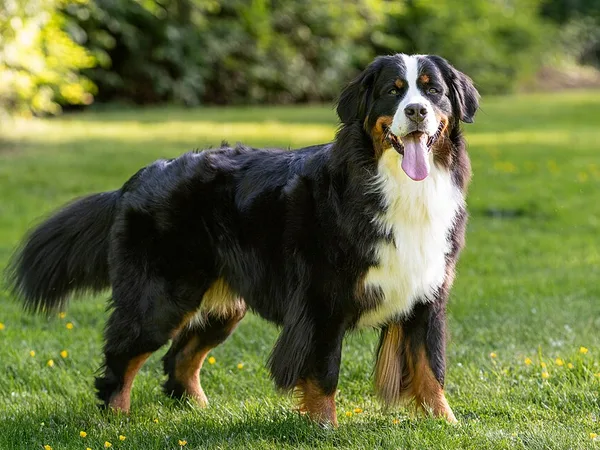 Berner Sennenhond