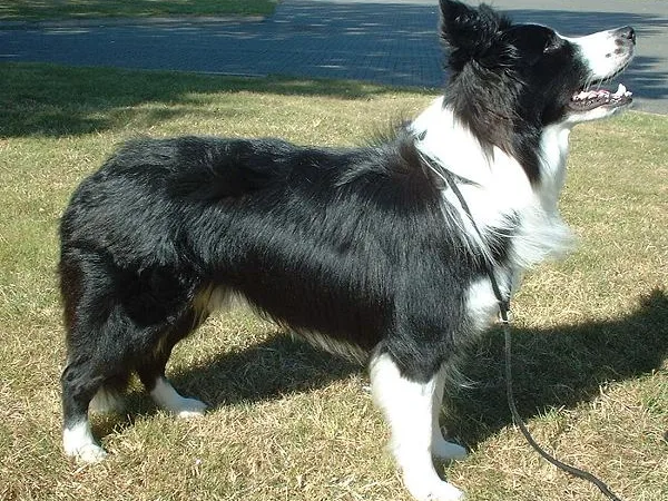Border Collie
