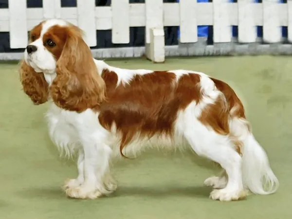 Cavalier King Charles Spaniël