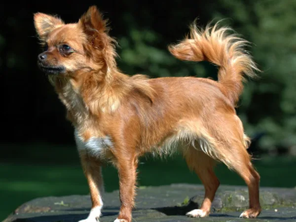 Chihuahua