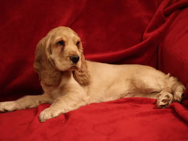 Cocker Spaniël