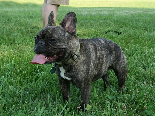 Franse Bulldog