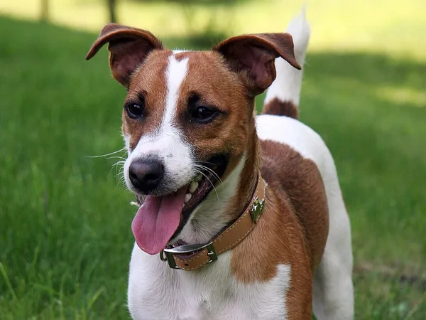 Jack Russell Terriër