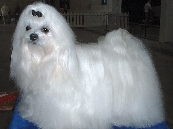 Maltezer