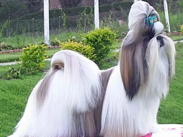 Shih Tzu
