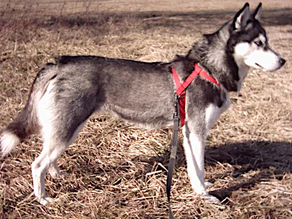 Siberische Husky