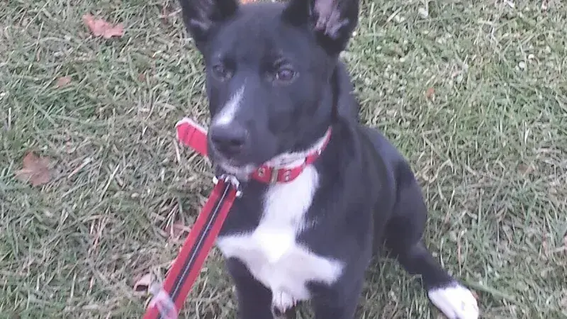 Sheprador, kruising van Duitse Herder × Labrador Retriever