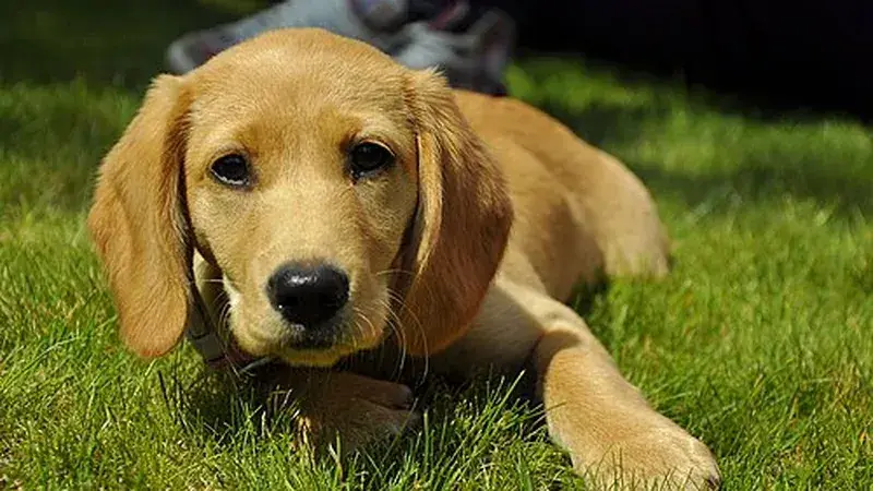 Spanador, kruising van Labrador Retriever × Cocker Spaniël