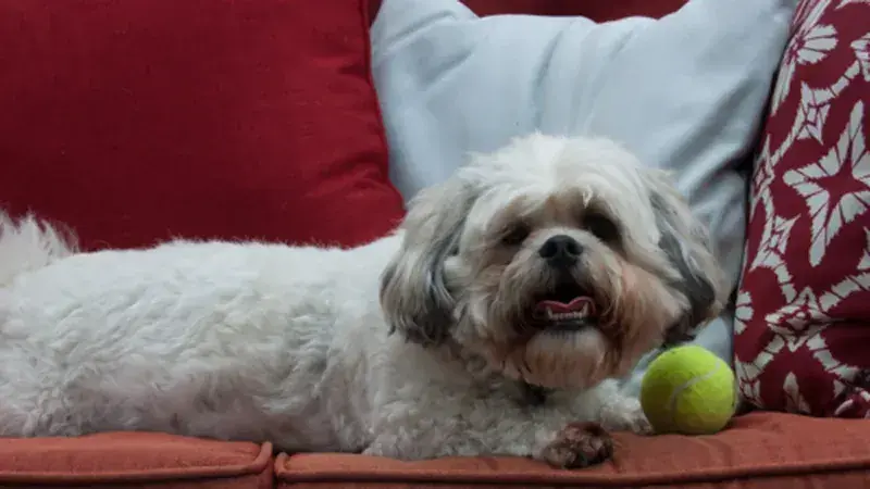 Zuchon, kruising van Shih Tzu × Bichon Frisé